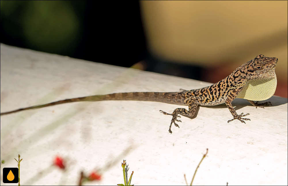 آنول بونیر (آنول روتون)