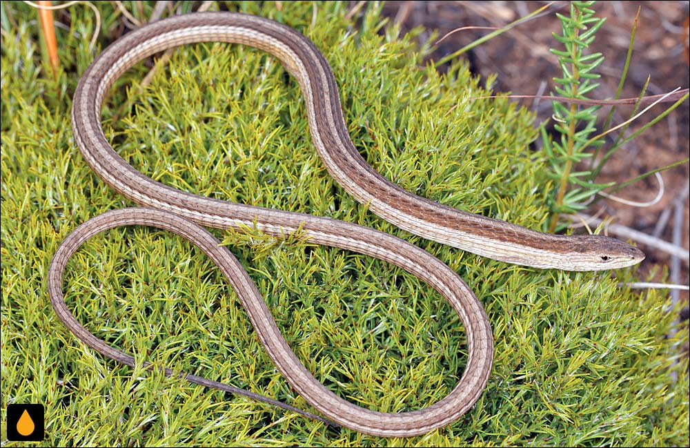 مارمولک چمنی دماغه (مارمولک ماری دماغه)