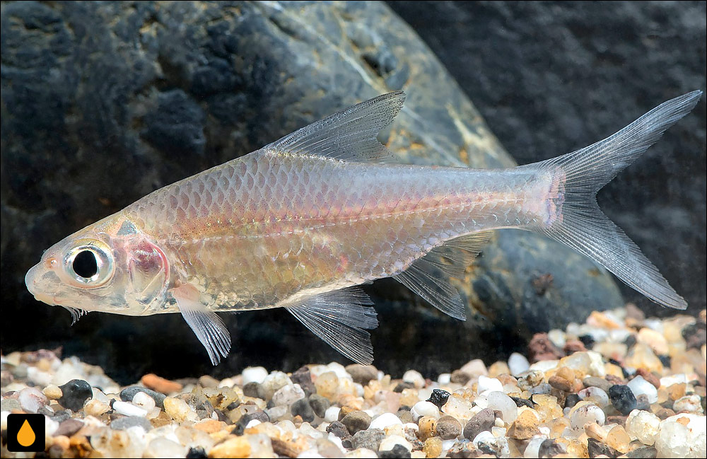 Cyclocheilichthys heteronema