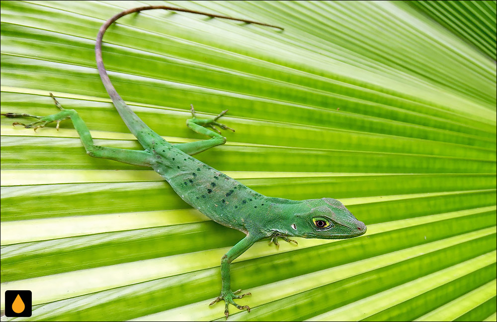 آنول ارغوانی