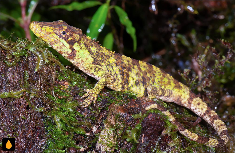 آنول کیمبایا