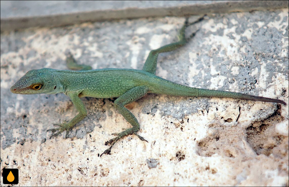 آنول پتیت تر