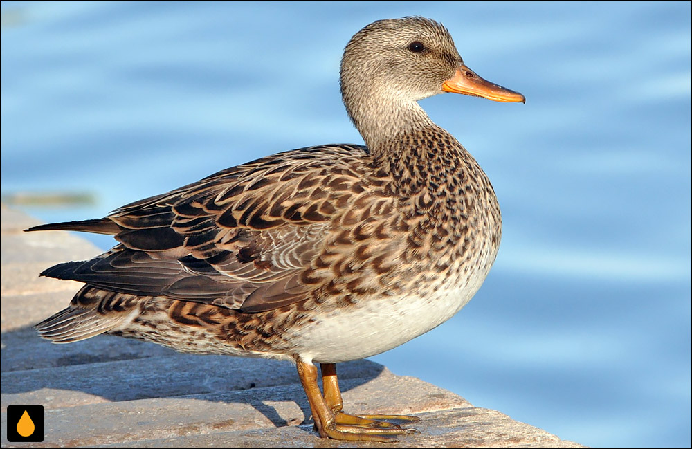 اردک ارده‌ای (پرنده‌ای از خانواده‌ی مرغابیان)