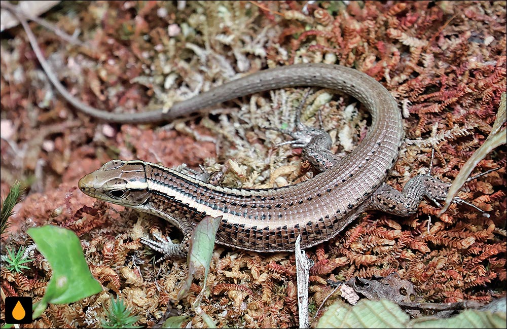 مارمولک کمربنددار ماداگاسکار