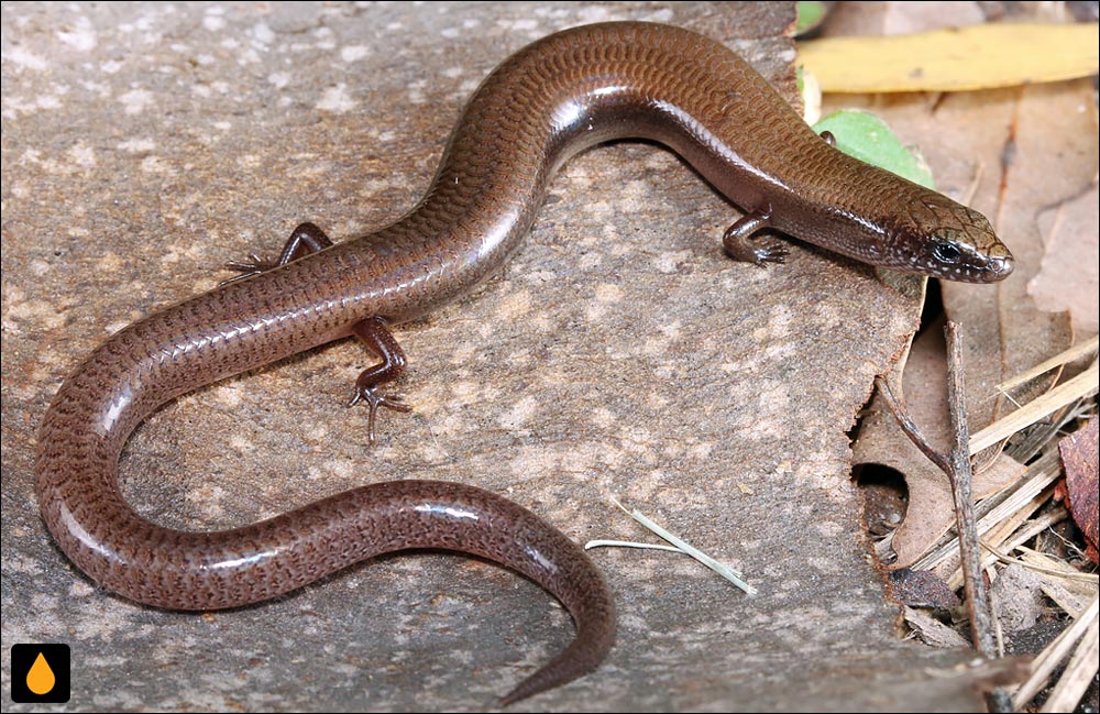 سقنقور خاک‌پوش ریزخال