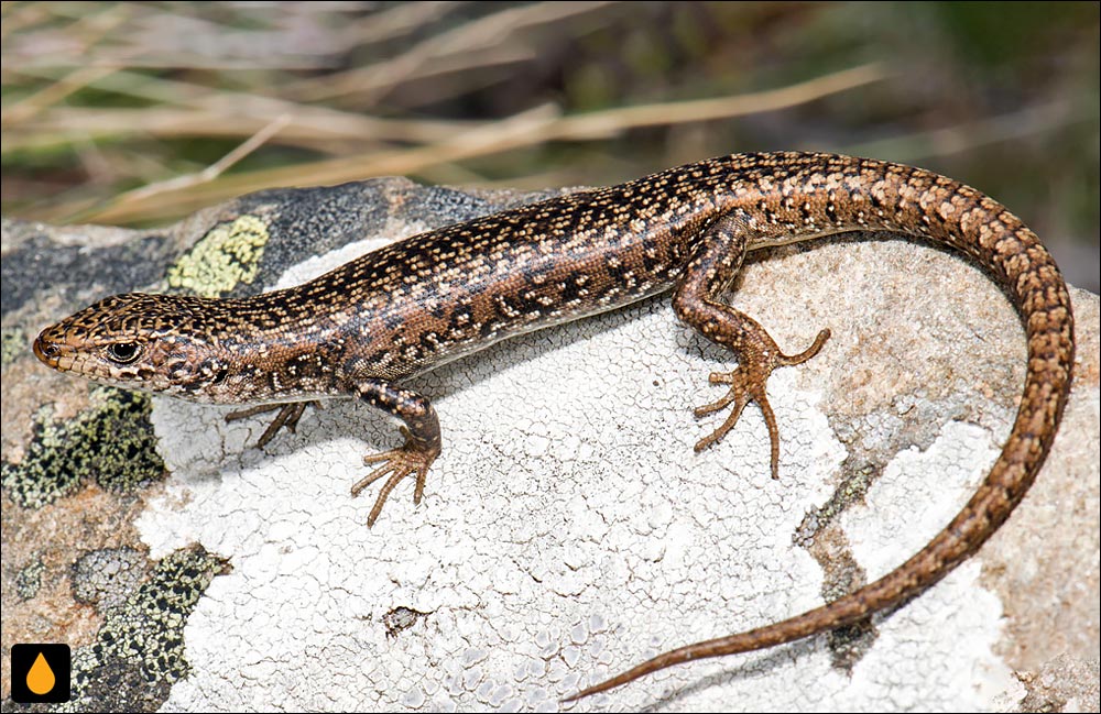 سقنقورسرد خالچشمی (سقنقور خالدار)