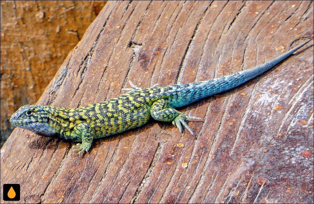 مارمولک هموارگلوی سیاه‌رخ