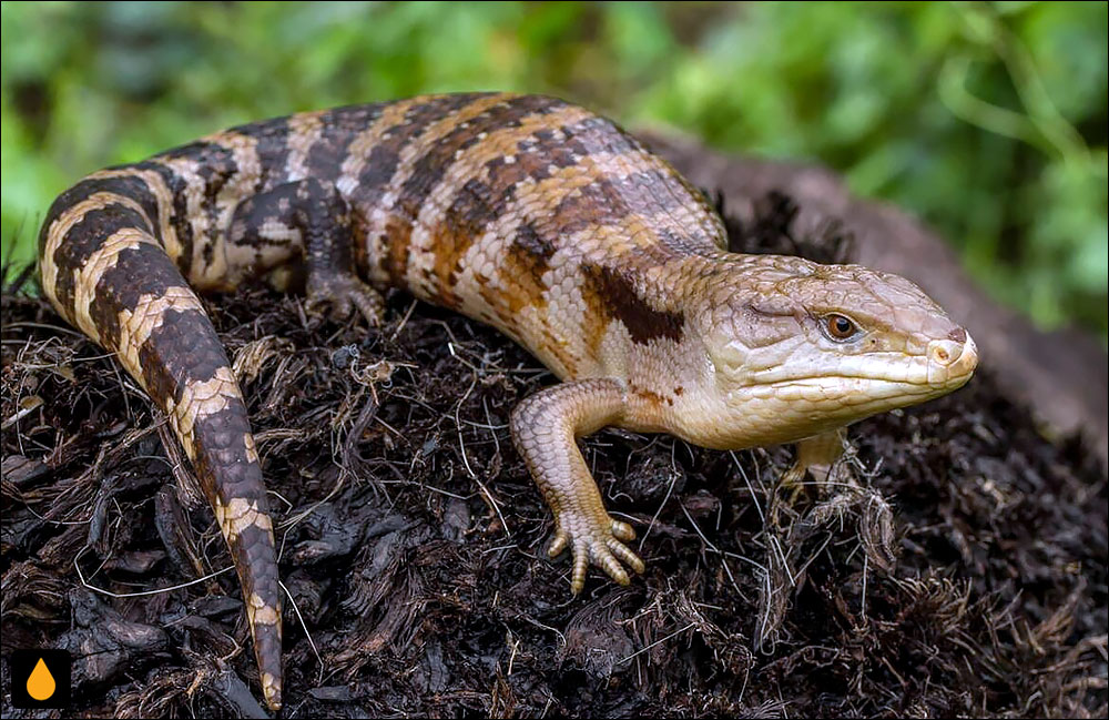 سقنقور زبان‌آبی اندونزی