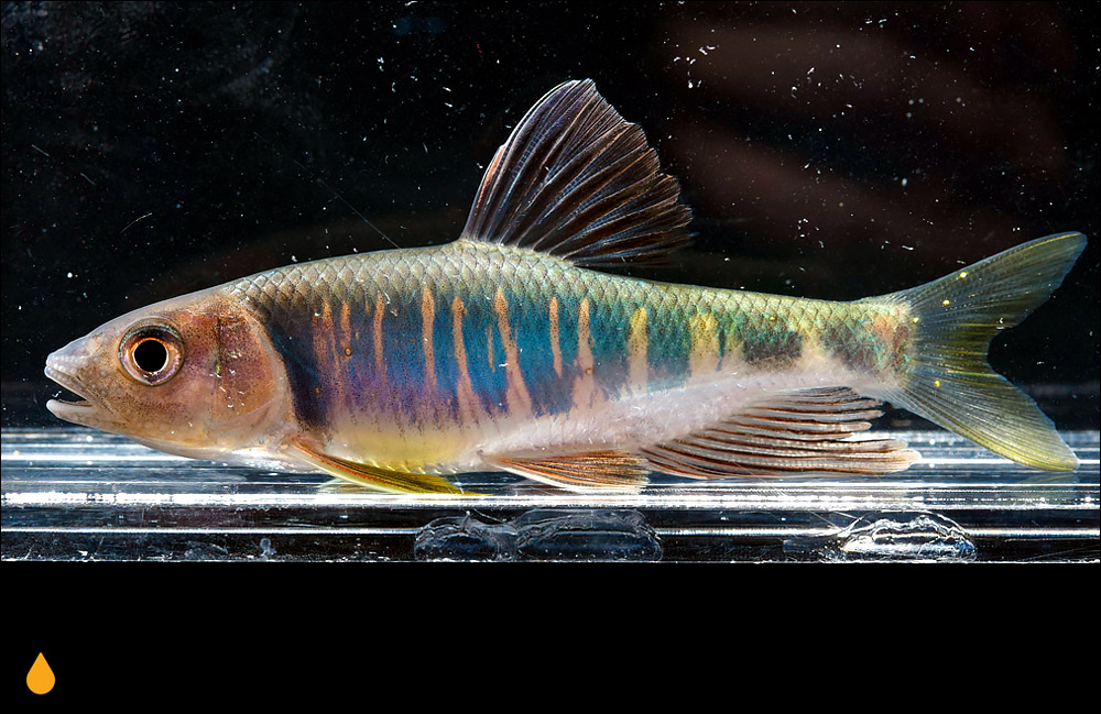 Opsariichthys evolans