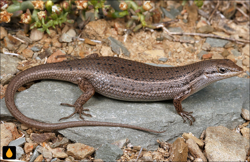 سقنقور گونه‌گون