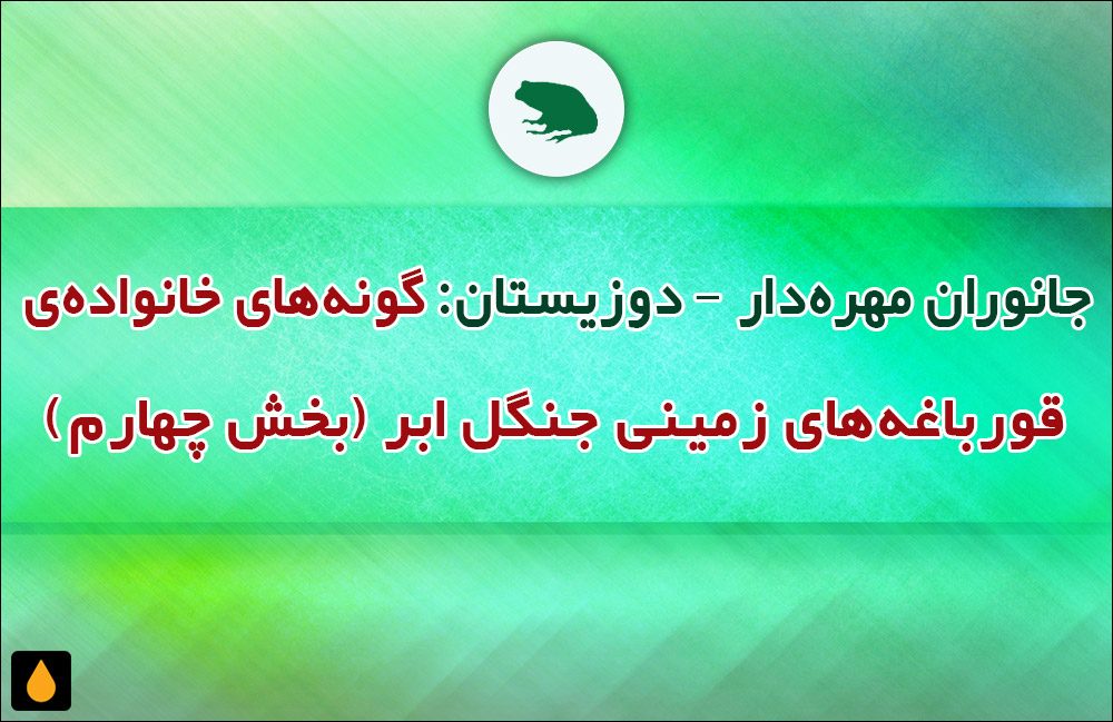 جانوران مهره‌دار - دوزیستان: گونه‌های خانواده‌ی قورباغه‌های زمینی جنگل ابر (بخش چهارم)