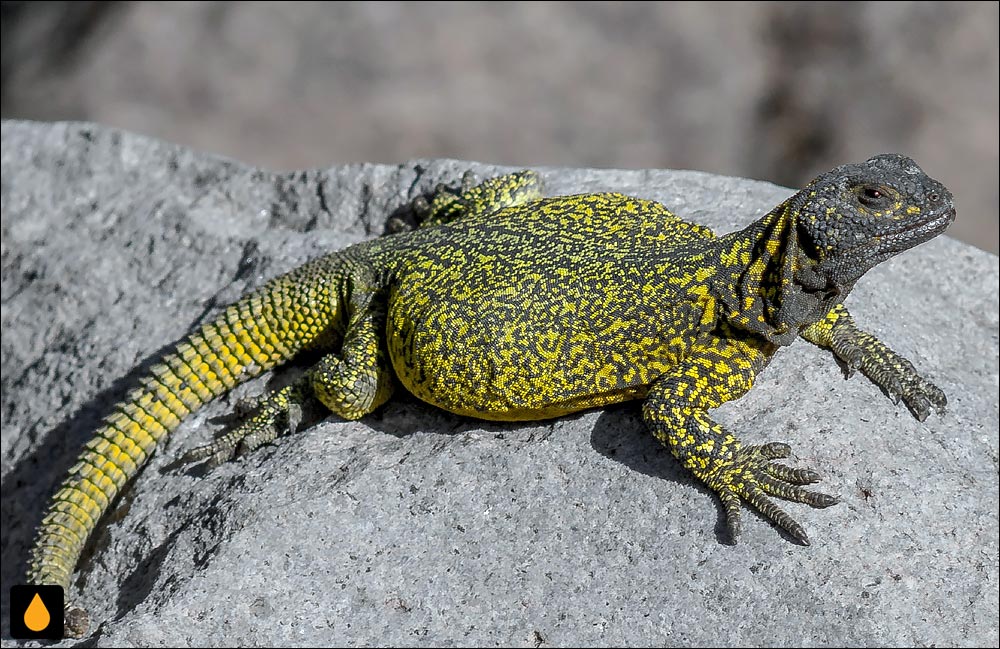 چاکوالای مائوله