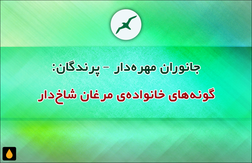 جانوران مهره‌دار - پرندگان: گونه‌های خانواده‌ی مرغان شاخ‌دار