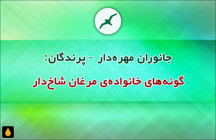 جانوران مهره‌دار - پرندگان: گونه‌های خانواده‌ی مرغان شاخ‌دار
