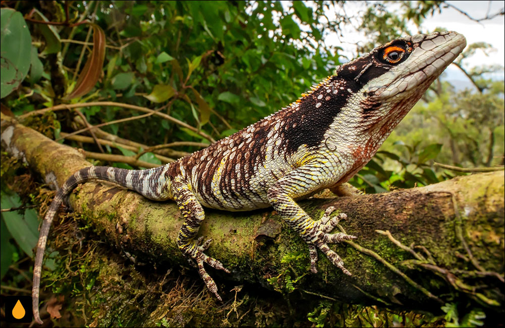 آنول غول‌پیکر کلمبیایی