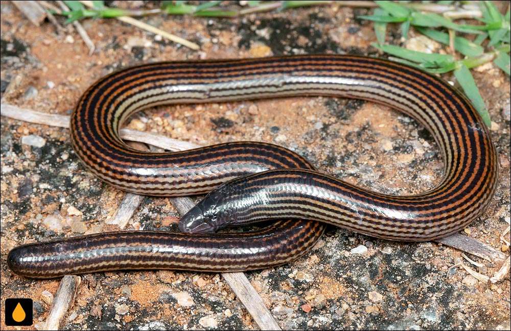 سقنقور بی‌پای وودبوش