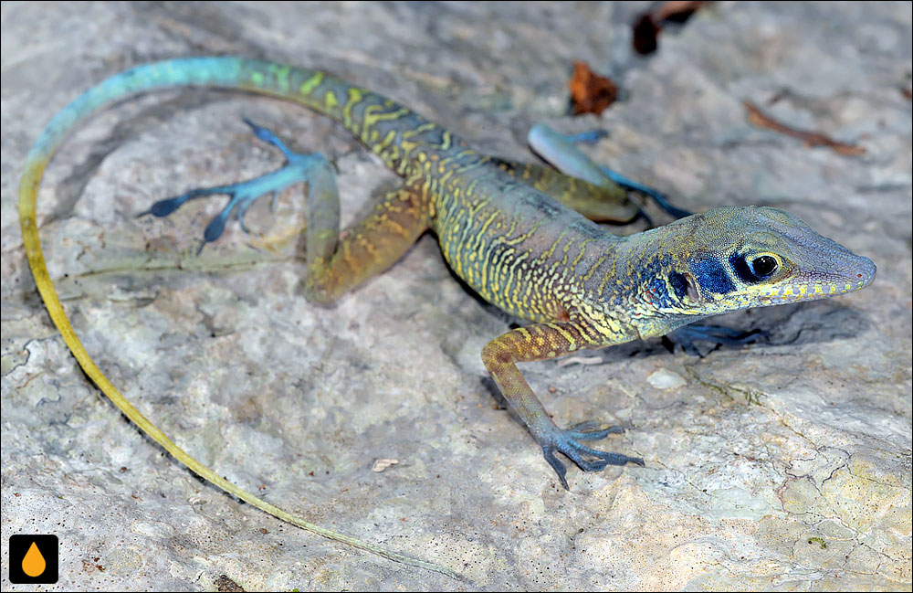 آنول صخره‌ای غربی (آنول کوبایی غربی)