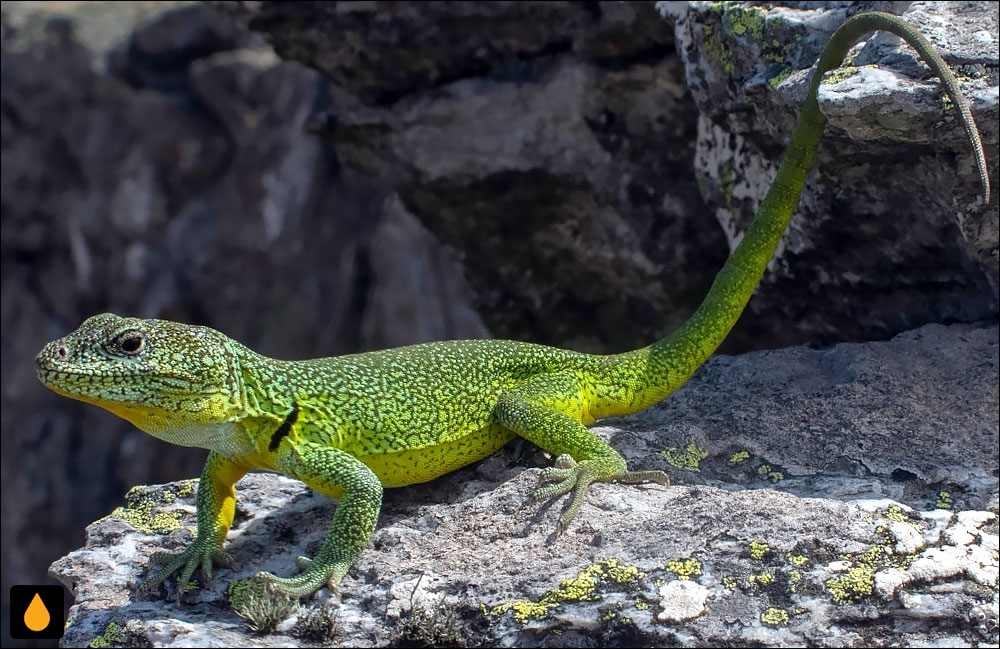 آنول کاسواتی