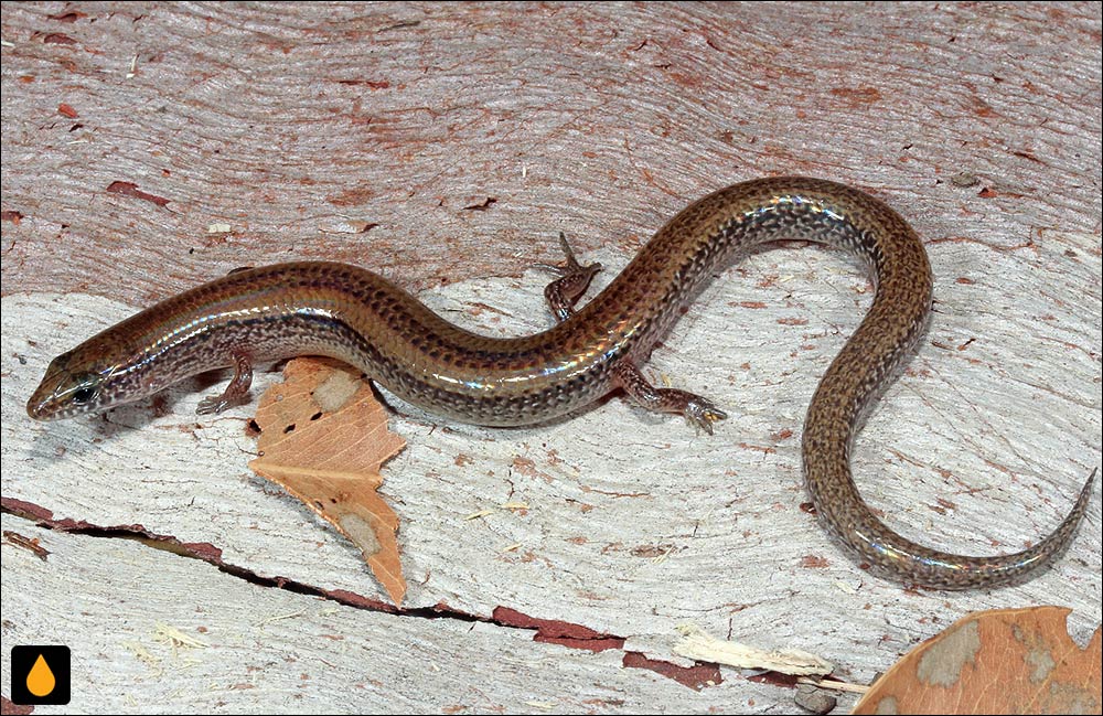 سقنقور خاک‌پوش شمالی