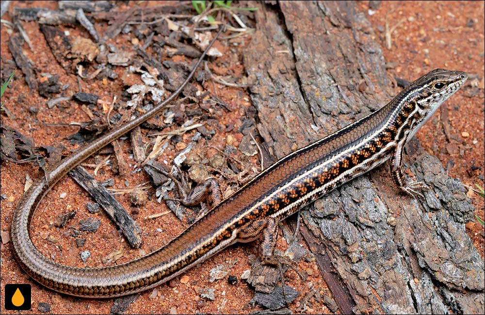 گوش‌شانه‌ای پهلوشطرنجی