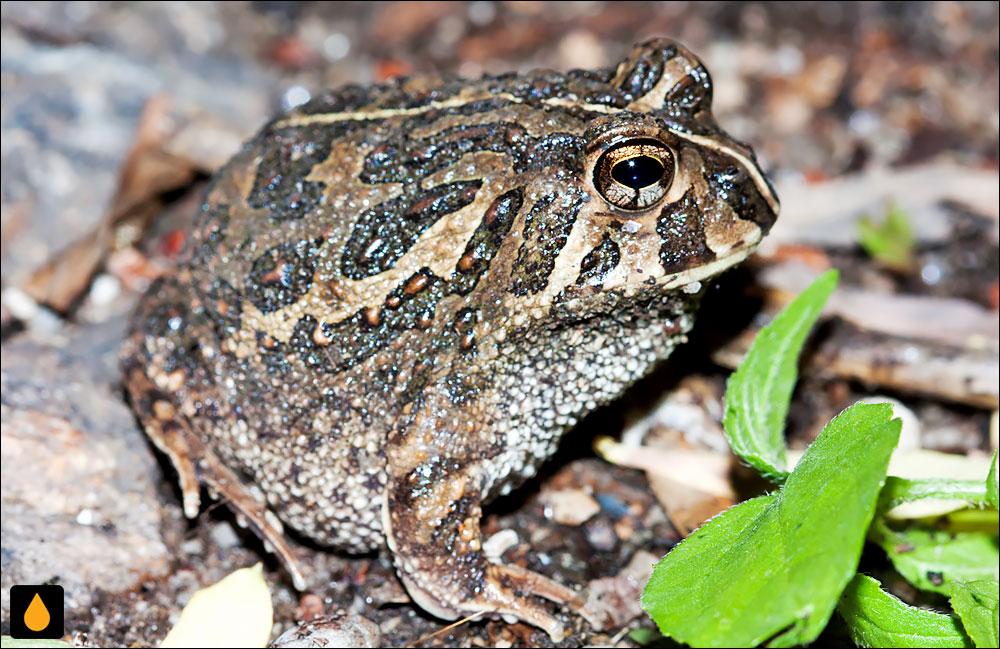 Odontophrynus cordobae