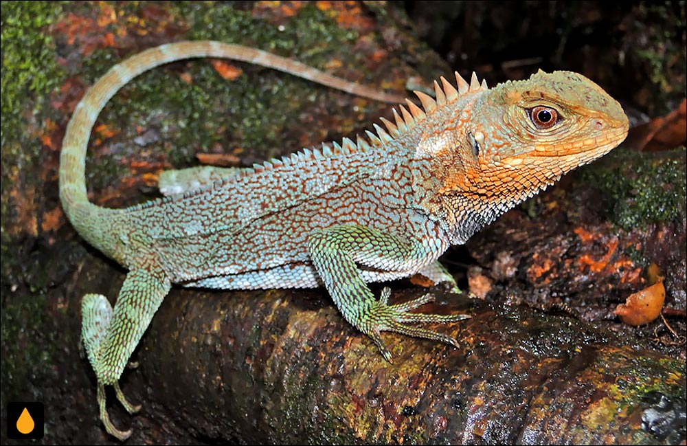 Enyalioides feiruzae
