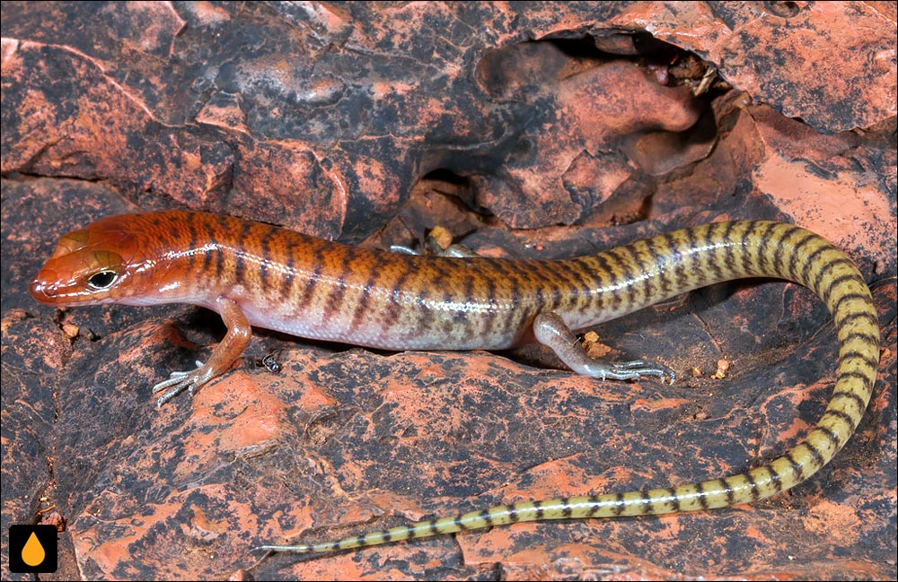 سقنقور زنگاری