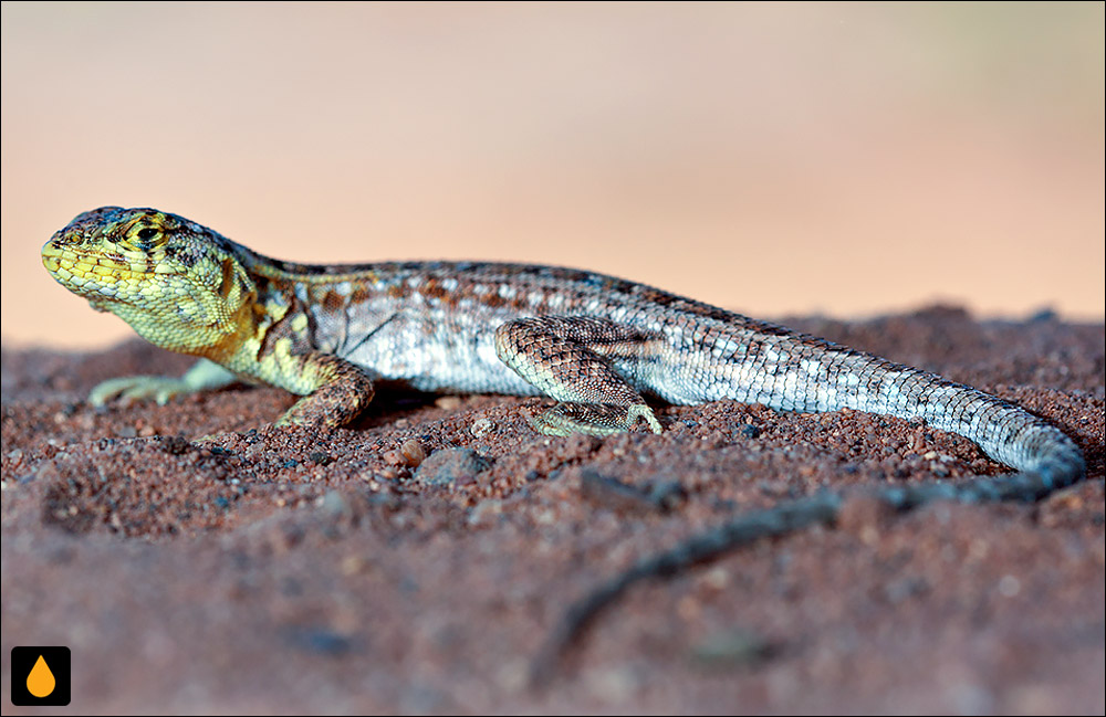 Liolaemus grosseorum