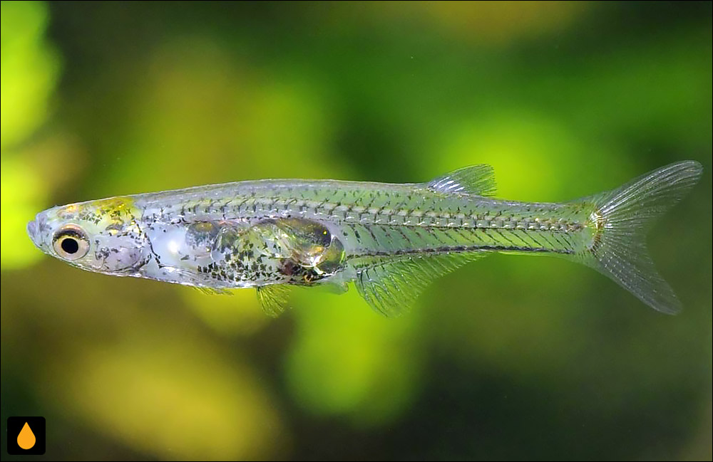 Danionella cerebrum