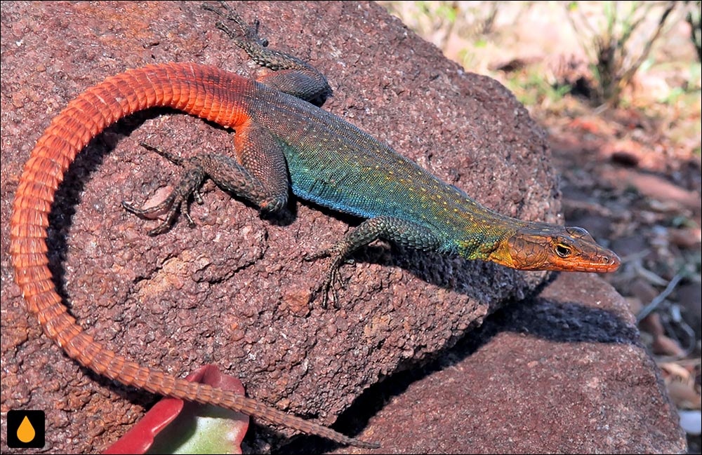 مارمولک تخت گلونارنجی