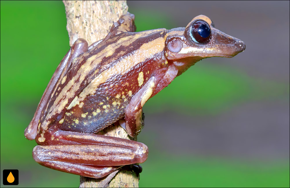 Nyctimantis galeata