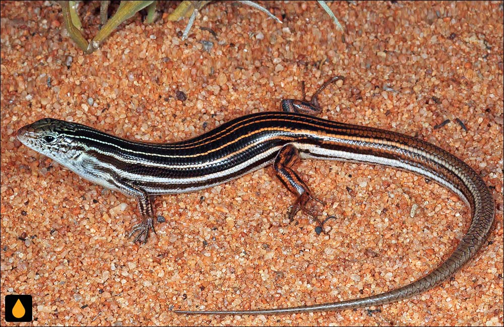 گوش‌شانه‌ای مالی جنوبی