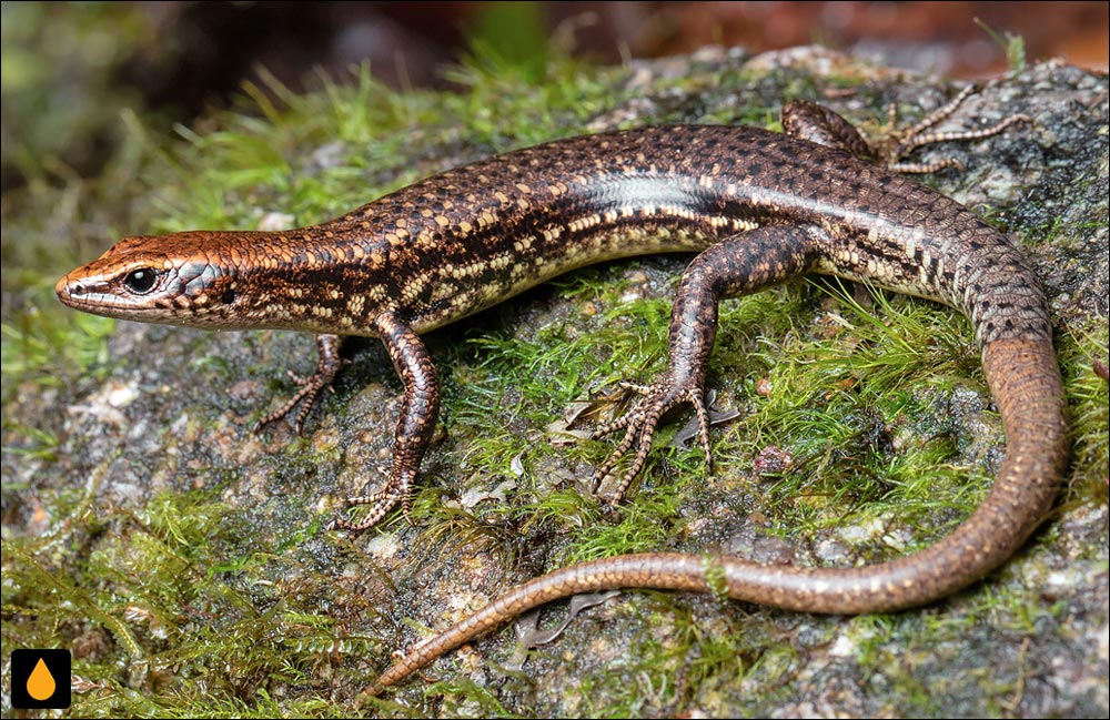 سقنقورسرد بارتل فرر