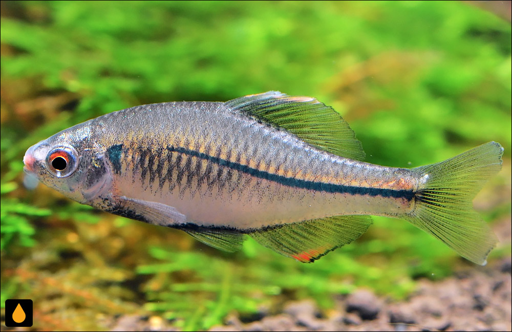 Rhodeus fangi