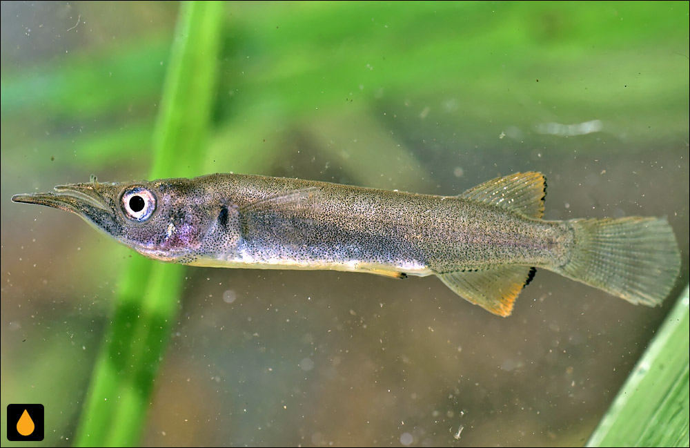 Nomorhamphus kolonodalensis
