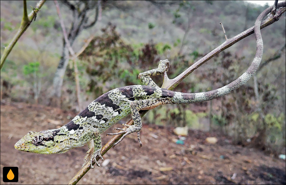 آنول بوتهای وارنر