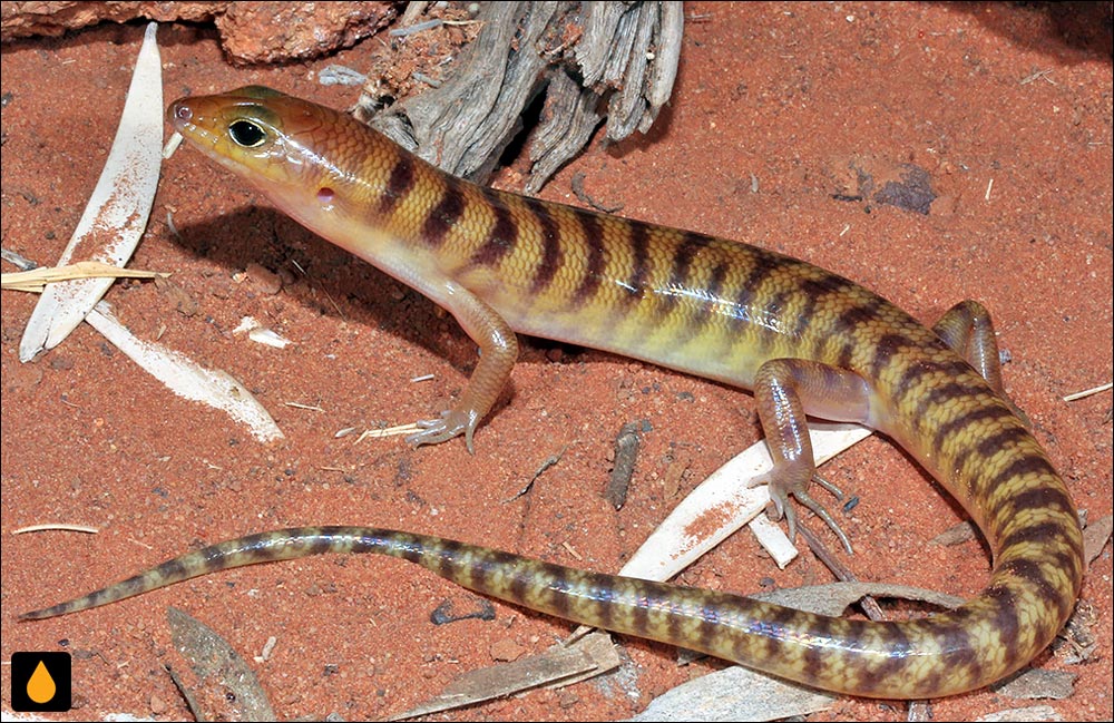 شن‌شناور نوارپهن