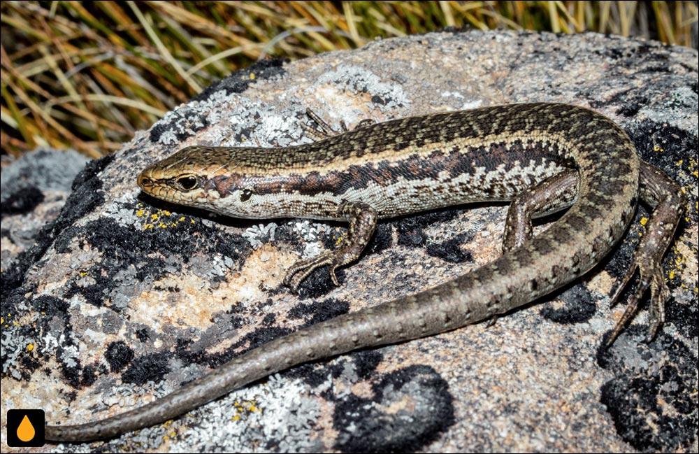 سقنقور درازانگشت