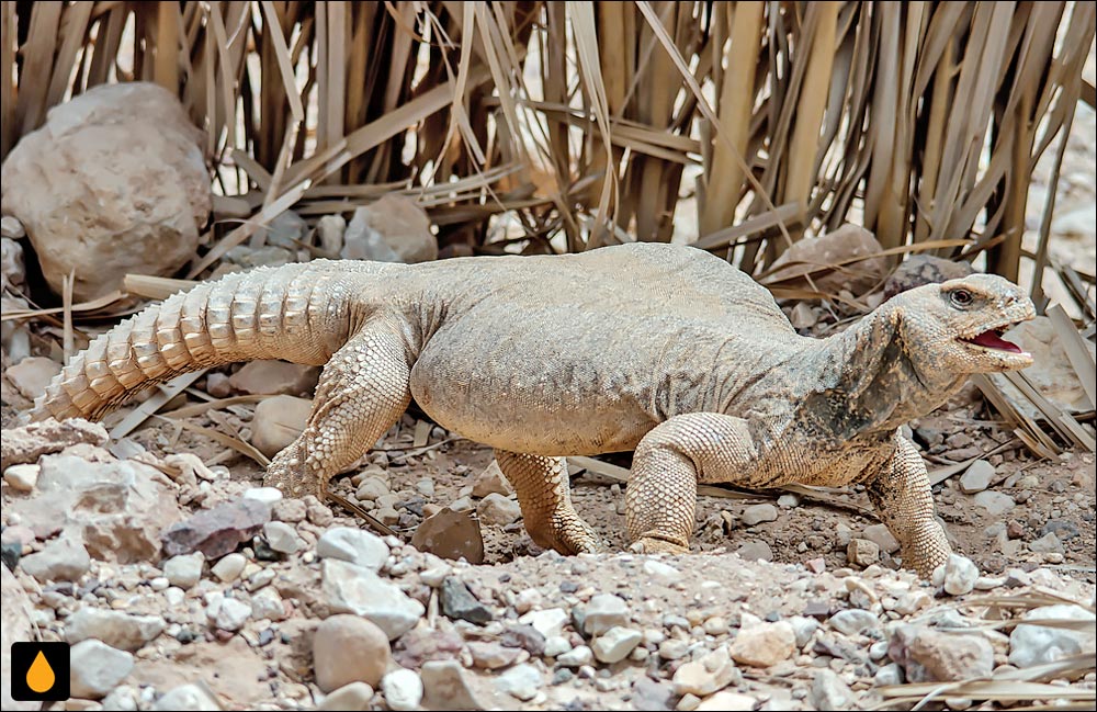 مارمولک خاردم مصری