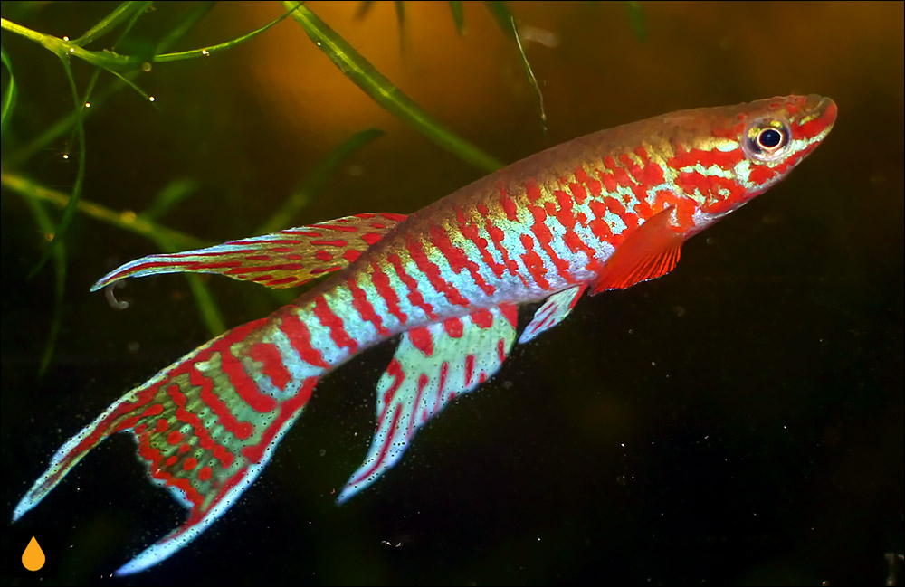Aphyosemion bualanum