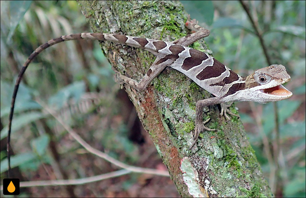 آنول فربه‌سر دوخط