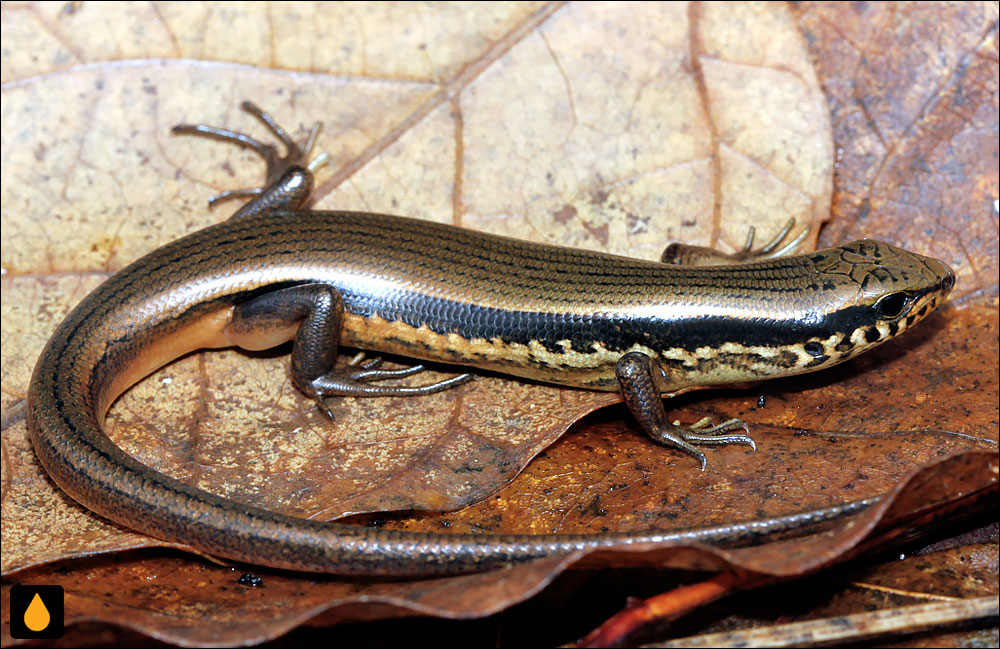 سقنقور جنگلی هندی