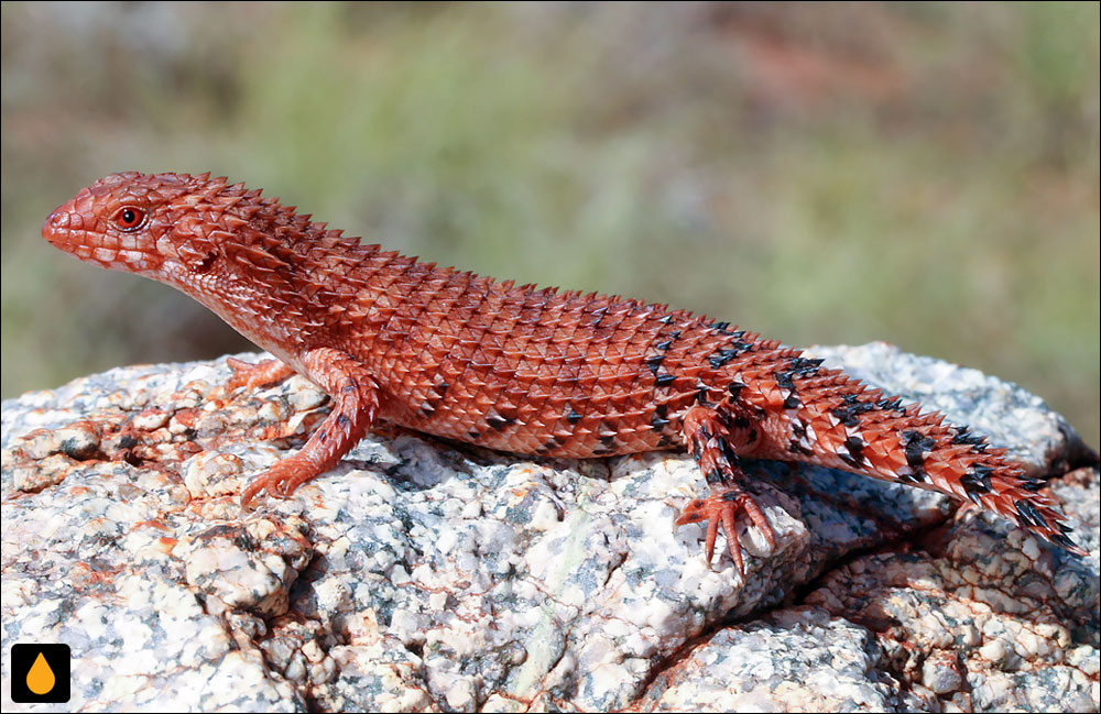 سقنقور خاردم پیلبارای شرقی