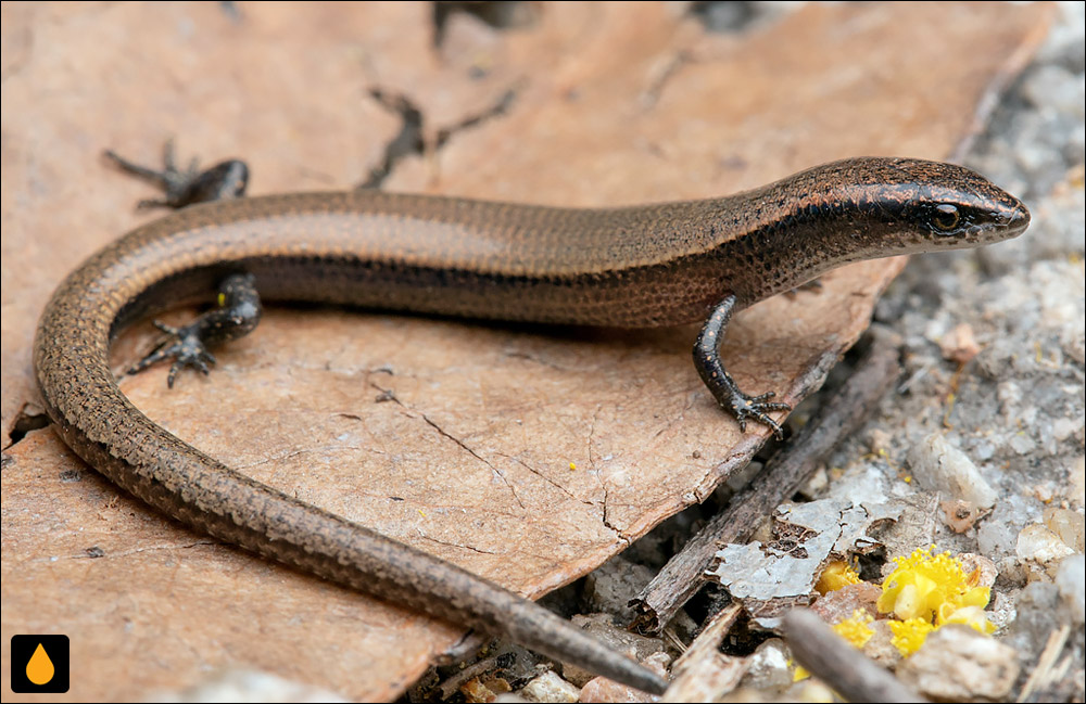 سقنقور کوتولهی جزیرهی مغناطیسی