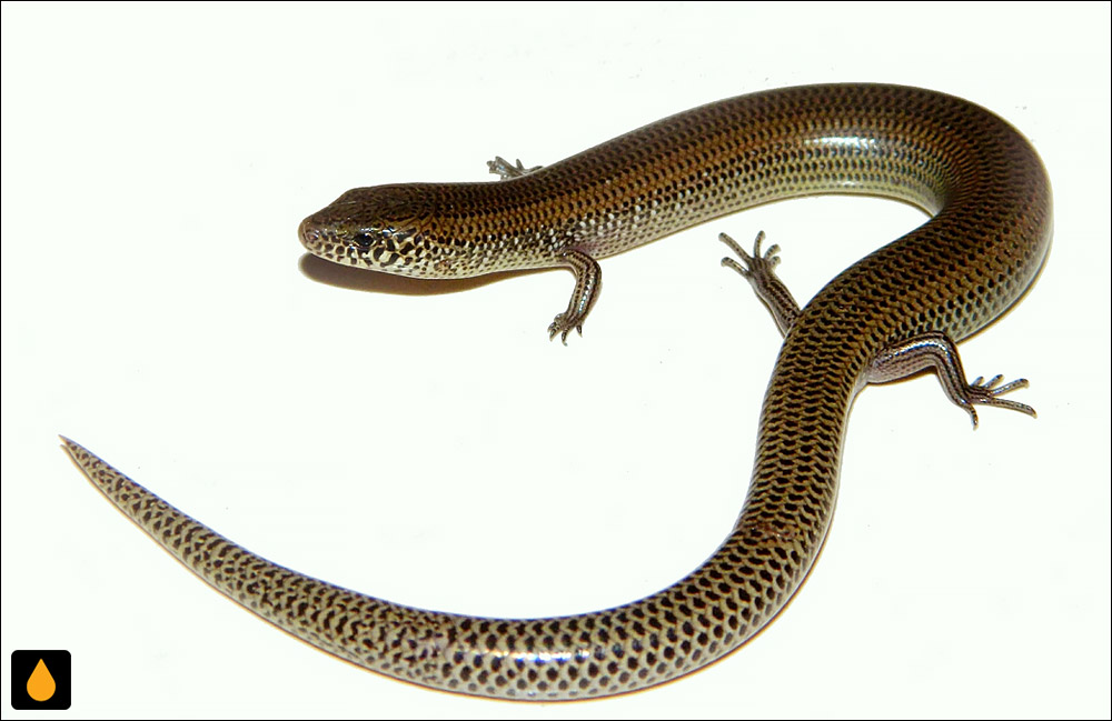 سقنقور خمشپذیر گونتر