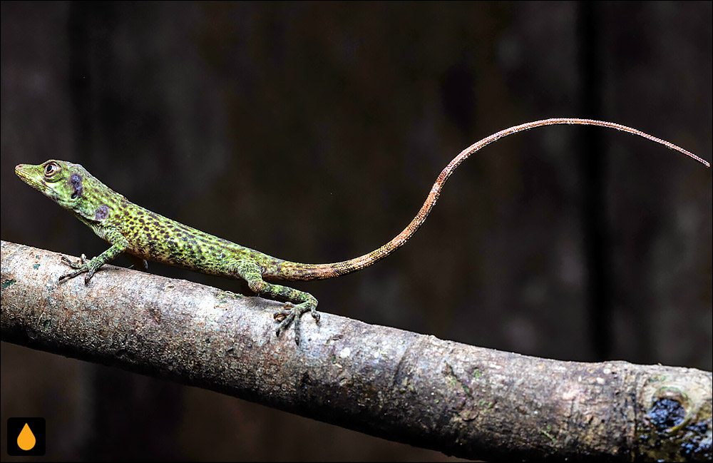 آنول اکوادور