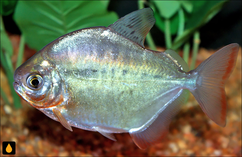 Metynnis hypsauchen