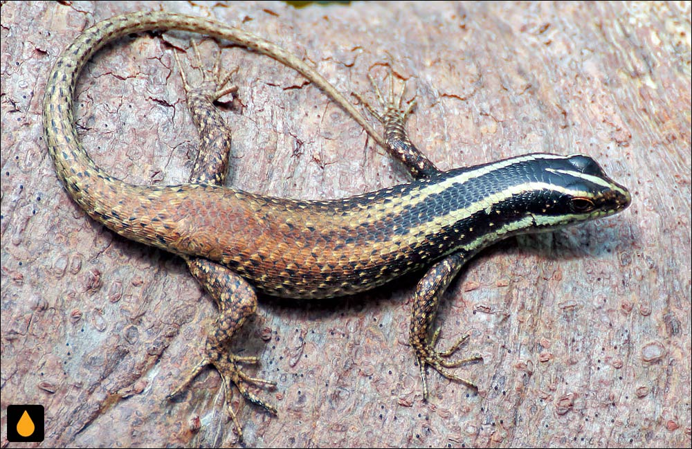 سقنقور درختی راهراه (داسیای بورنئو)