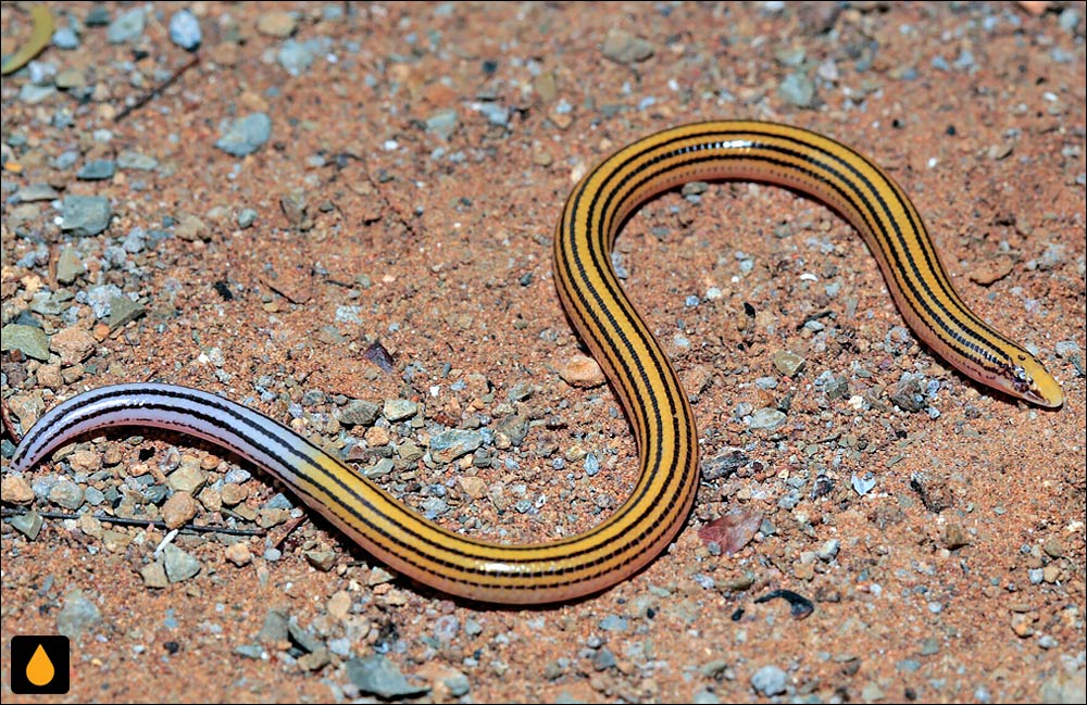 سقنقور بی‌پای کوتوله‌ی راه‌راه (سقنقور نیزه‌ای خط‌دار)