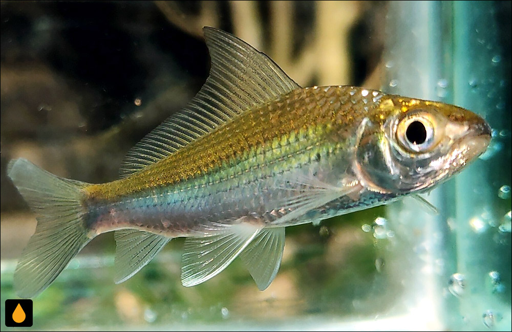 Labiobarbus leptocheilus